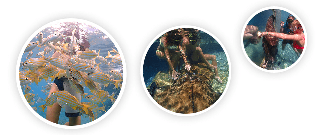 CSA_experiences_main_animal_encounters_circle