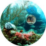 Ocean Lens replacement round