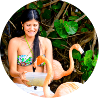 flamingo feeding round