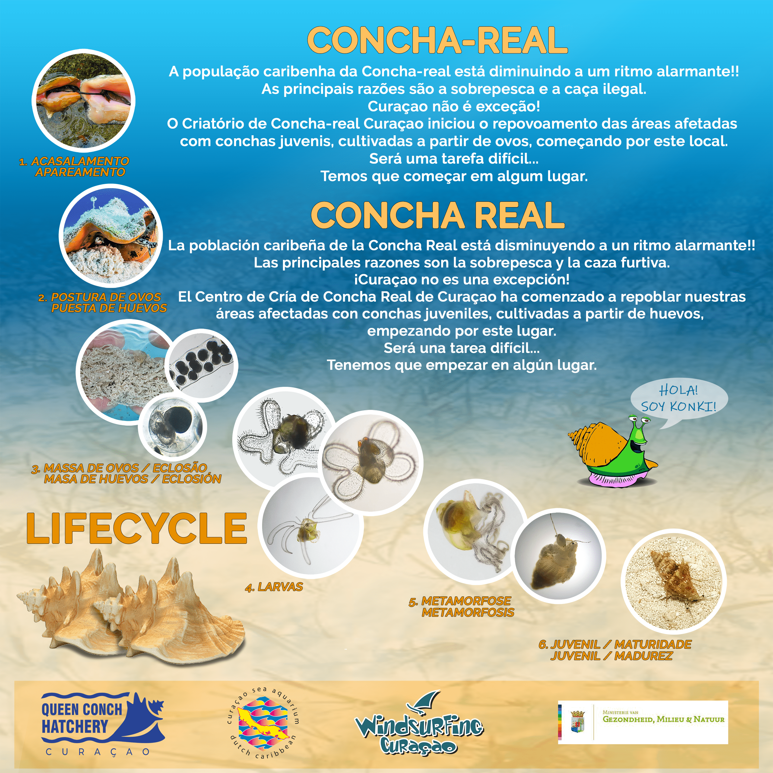 Conch Poster